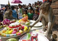 Фестиваль обезьян в Таиланде - фото 1
