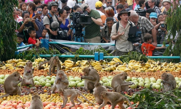 Фестиваль обезьян в Таиланде - фото 2