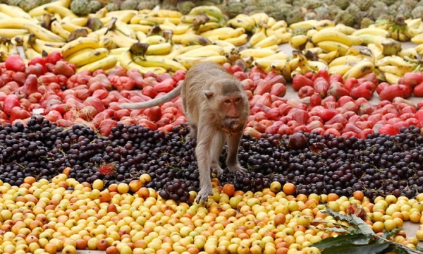Фестиваль обезьян в Таиланде - фото 4