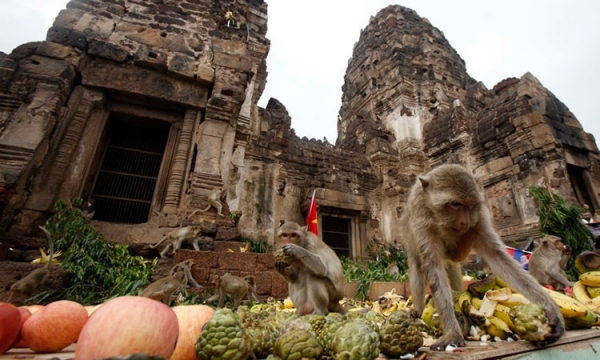 Фестиваль обезьян в Таиланде - фото 5